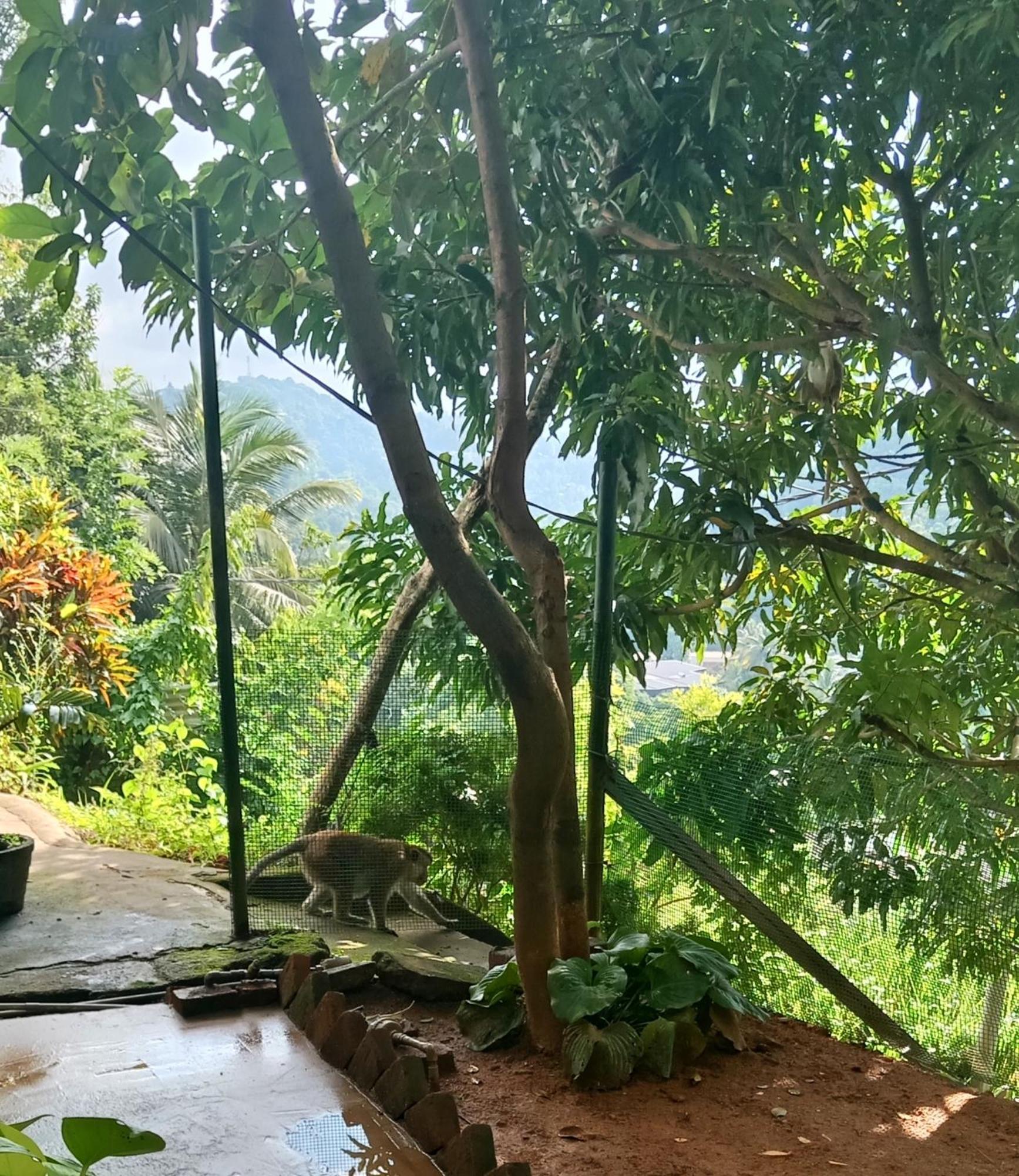 Fly Infinity - Home Stay Kandy Eksteriør billede